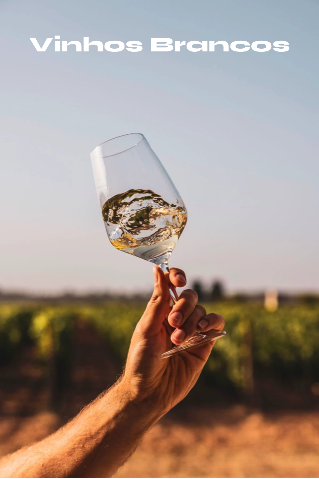 Vinhos Brancos